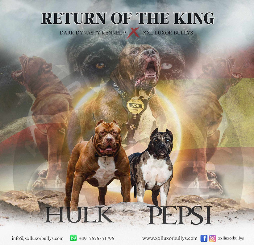 Breedings |XXL American Bullies | XXL Luxor Bullys